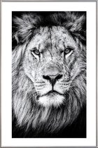JUNIQE - Poster met kunststof lijst Leeuwenfoto -30x45 /Wit & Zwart