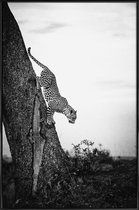 JUNIQE - Poster met kunststof lijst Pouncing Leopard -13x18 /Wit &