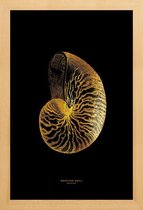 JUNIQE - Poster met houten lijst Nautilus Shell gouden -30x45 /Goud &