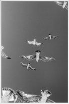 JUNIQE - Poster met kunststof lijst Soaring Birds -13x18 /Grijs & Wit
