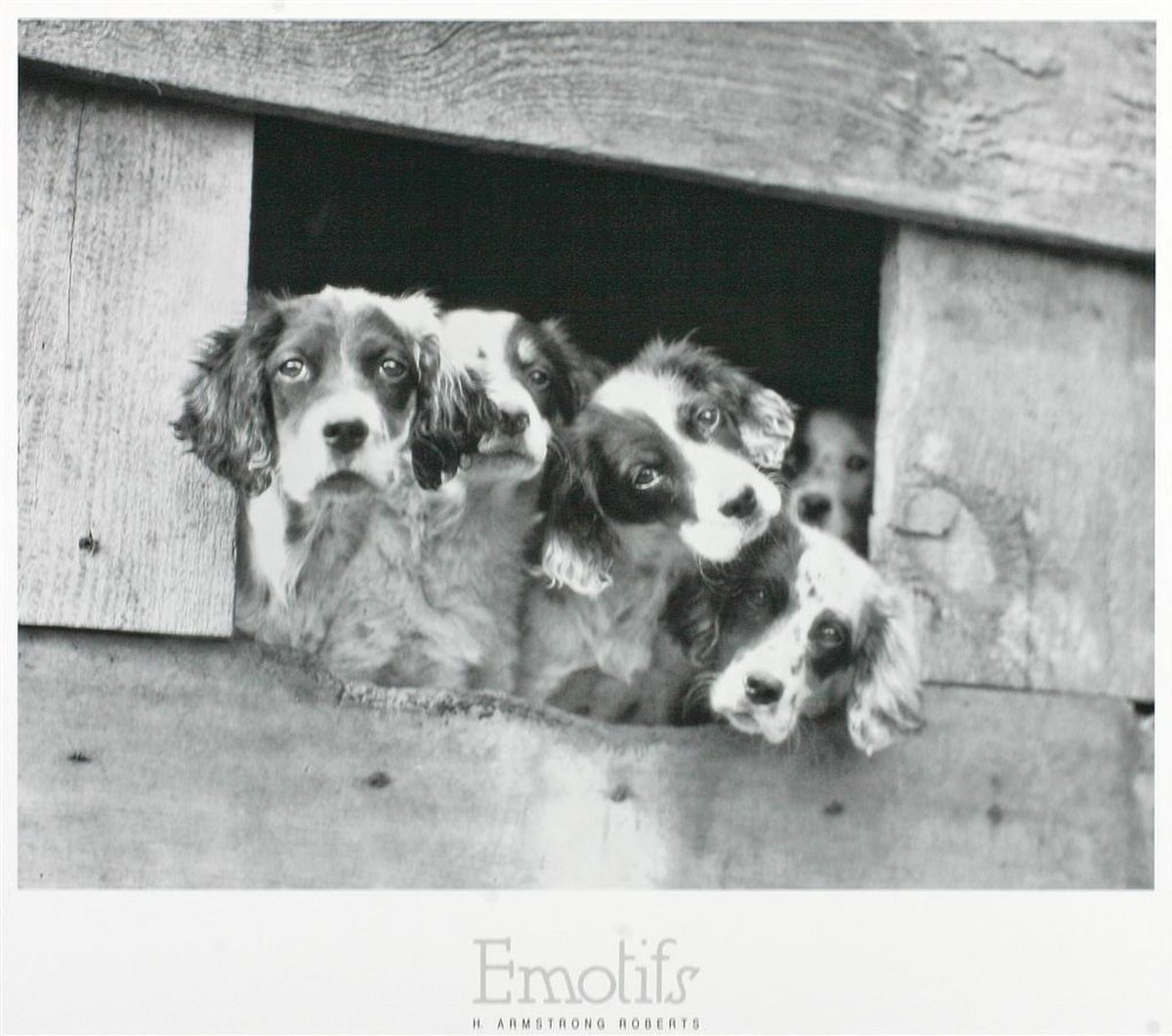 Catch Projecten Poster - Four Puppies - H. Armstrong Roberts - Zwart/Wit - Fotografie - Jaren 80