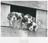 Poster - Four Puppies - H. Armstrong Roberts - Zwart/Wit - Fotografie - Jaren 80