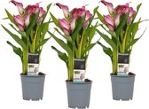 Buitenplant - 3x Prachtige buitenplanten met sierlijke roze bloemen - Schoonheid in elke tuin Ø 12 cm - Hoogte 40 cm (waarvan +/- 30 cm plant en 10 cm pot)