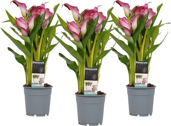 Buitenplant 3x Prachtige buitenplanten sierlijke roze bloemen - in... bol.com