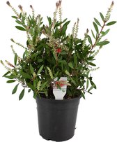ZynesFlora - Callistemon Citrinus - Lampenpoetser - Ø 24 cm - ↕ Hoogte: 90 - 100 cm – Buitenplant – Tuinplant - Winterhard