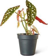 Stippenplant (Begonia Maculata) Kamerplant - Klein - Hoogte 25cm - Potmaat 12cm - Plantery