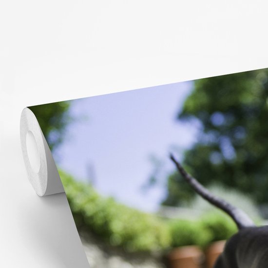 Papier peint photo en vinyle - Un teckel noir avec une balle de tennis largeur 360 cm x hauteur 240 cm - Tirage photo sur papier peint (disponible en 7 tailles)