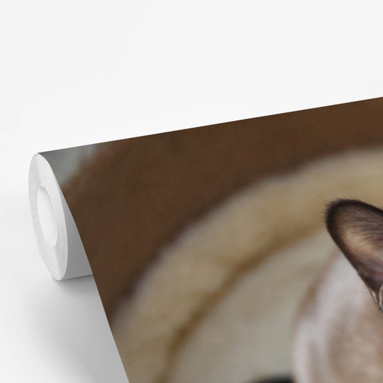 Adorable petit chat birman dans le panier papier peint photo vinyle largeur 450 cm x hauteur 300 cm - Tirage photo sur papier peint (disponible en 7 tailles)