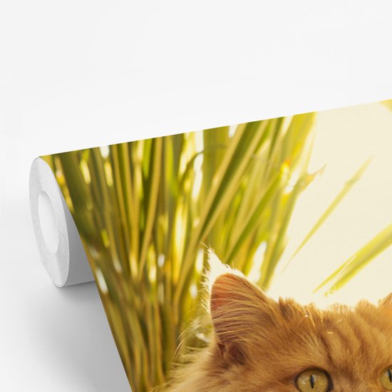 Papier peint photo vinyle - Chat persan parmi les plantes largeur 450 cm x hauteur 300 cm - Tirage photo sur papier peint (disponible en 7 tailles)