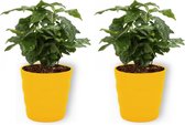 2x Kamerplant Coffea Arabica – Koffieplant - ± 25cm hoog – 12 cm diameter - in gele pot