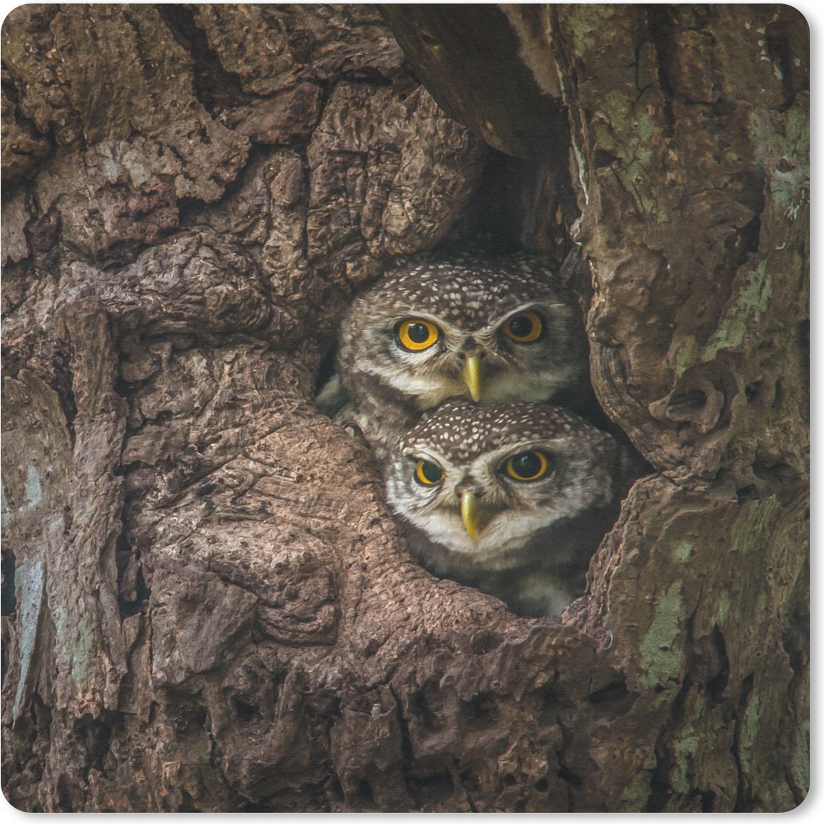 Muismat Vogels in de boom - Uilen in een boom muismat rubber - 19x23 cm - Muismat met foto