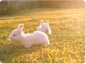 Muismat Baby konijn - Twee baby konijnen spelend in het gras muismat rubber - 23x19 cm - Muismat met foto