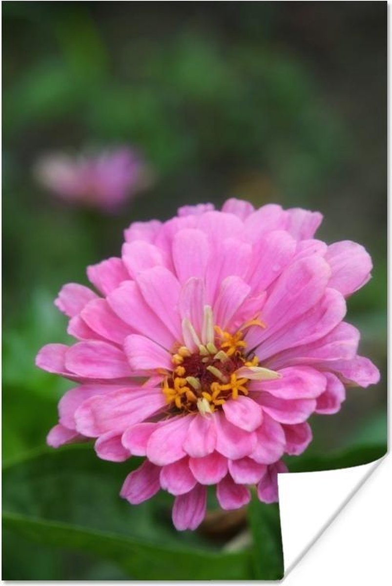 Poster Roze bloemen van de zinnia in de tuin 40x60 cm