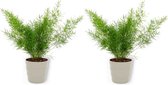 2x Kamerplant Asparagus Sprengeri - Sierasperge - ± 25cm hoog - ⌀  12cm - in grijze pot