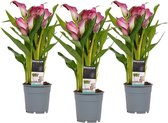 Zantedeschia Wit Roze - 3 Stuks - Groene Kamerplant - Geeft Sfeer En Zuurstof - ↨ 40cm - ⌀ 12cm - [Mama's Planten]