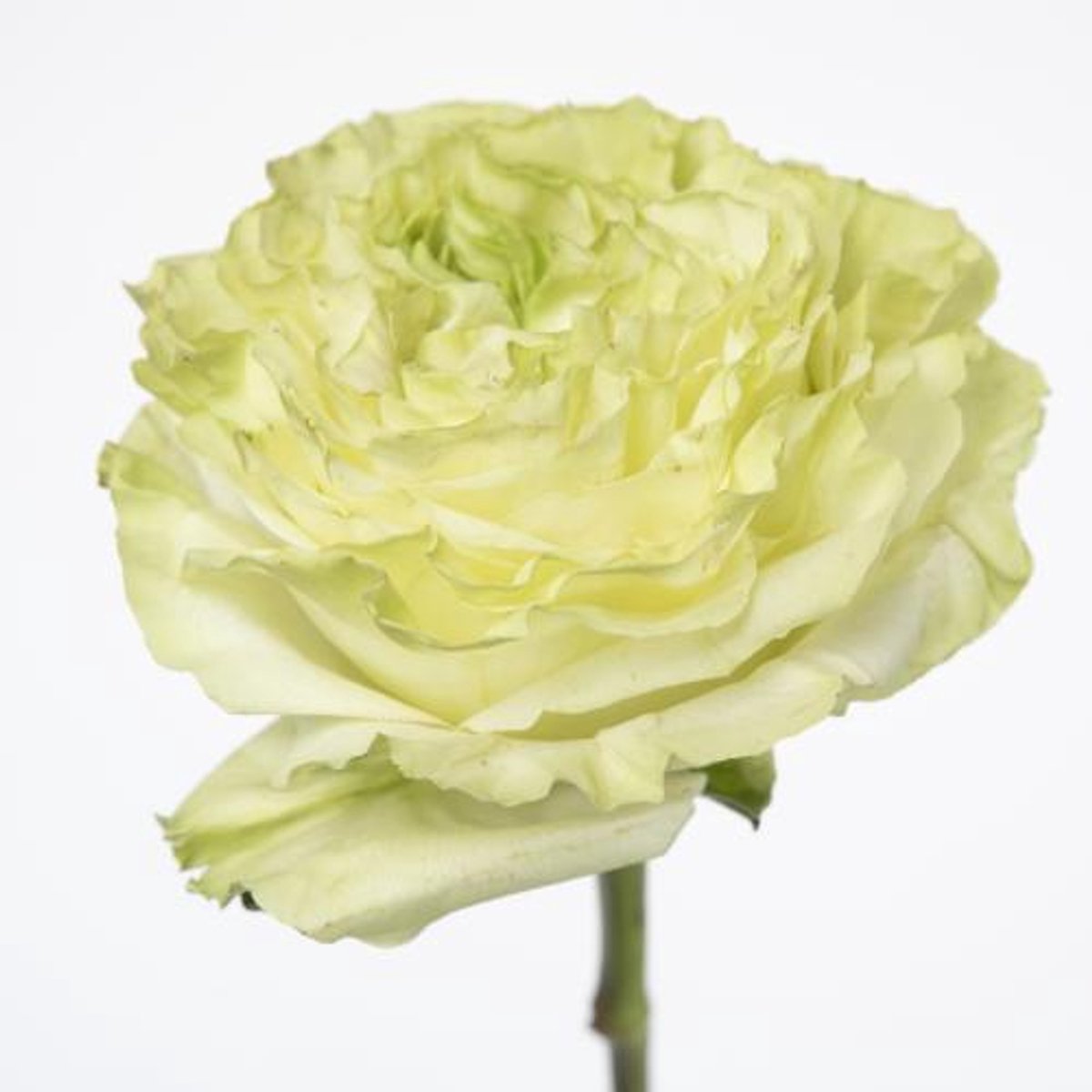 25x Rosa green x-pression 50cm