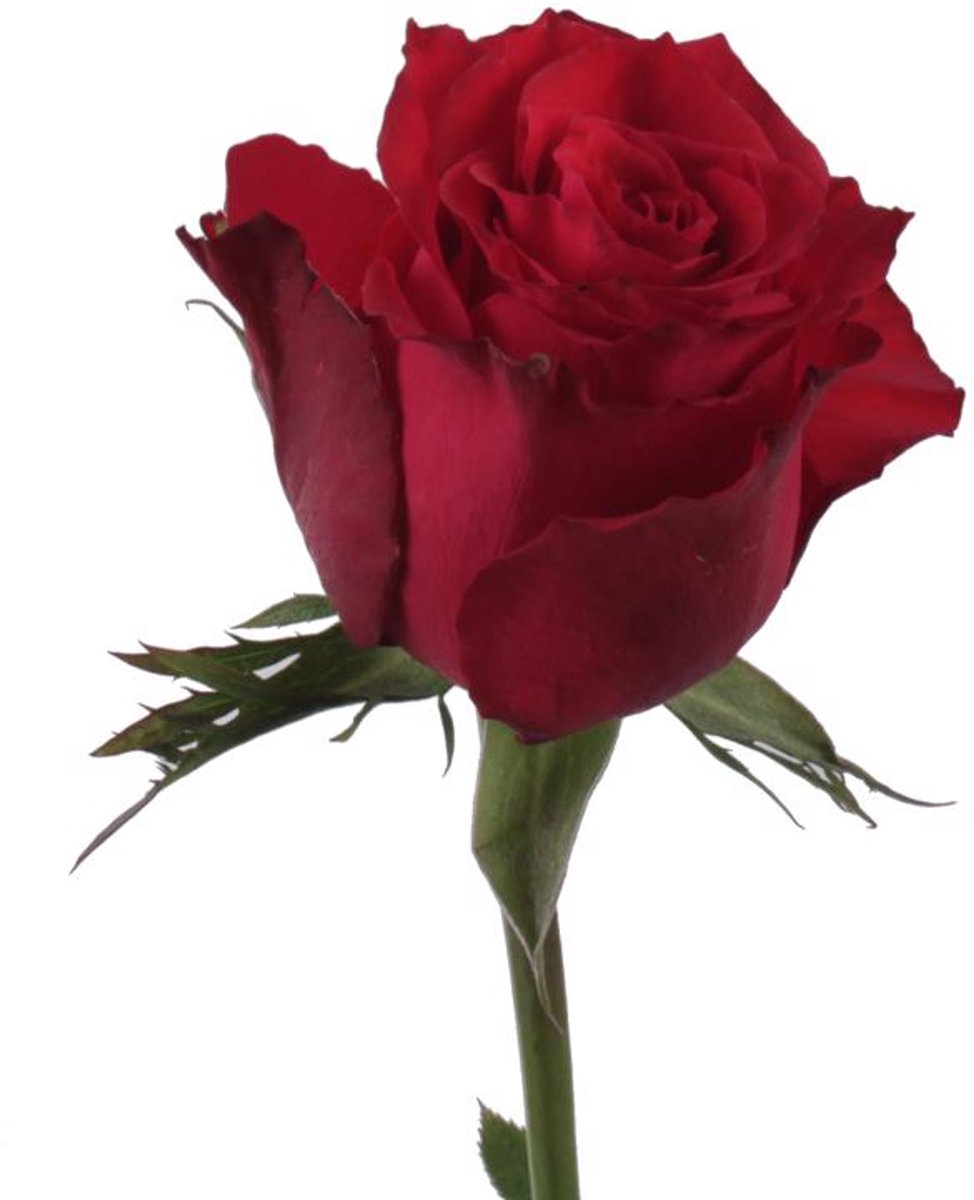 25x Rosa altamira 50cm