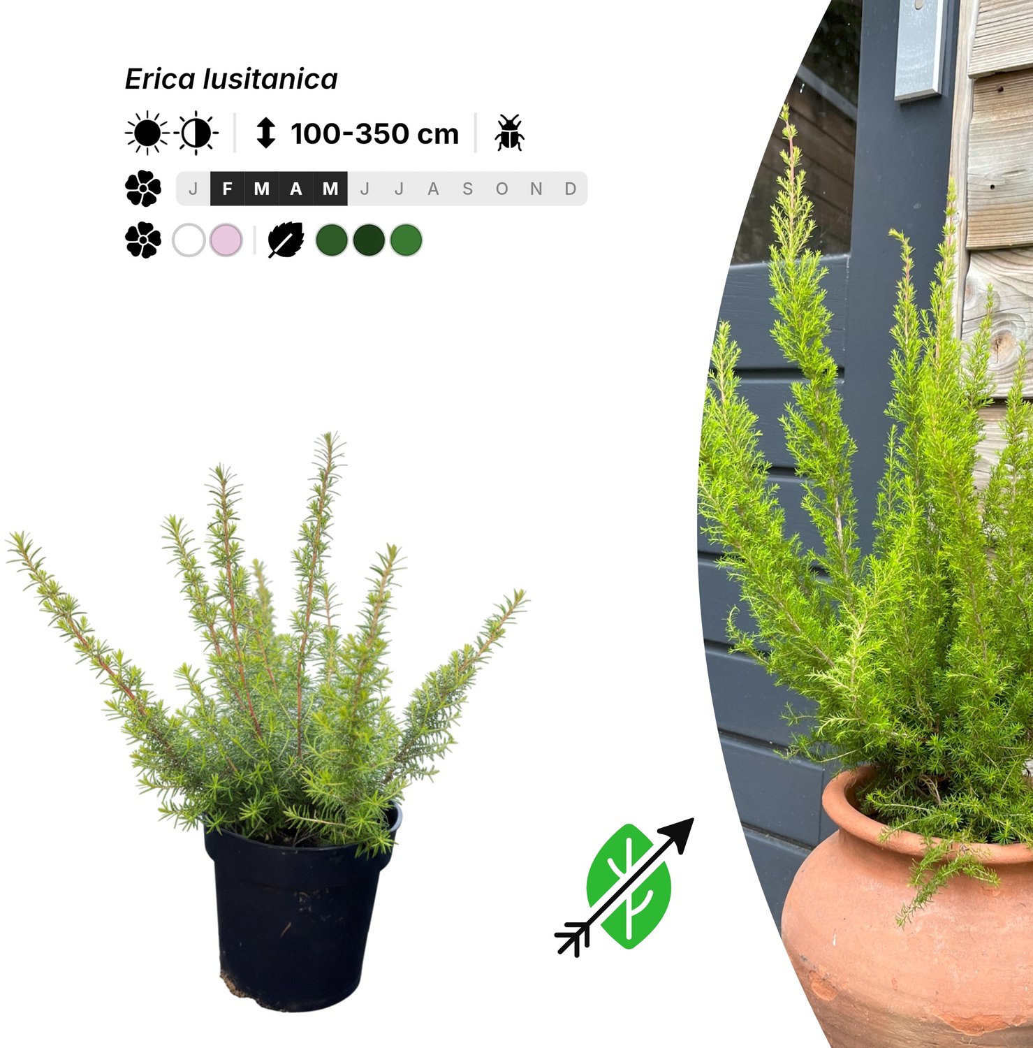 Singleplants - 6x Erica lusitanica - Pot P9,5 - winterhard tot -12°C