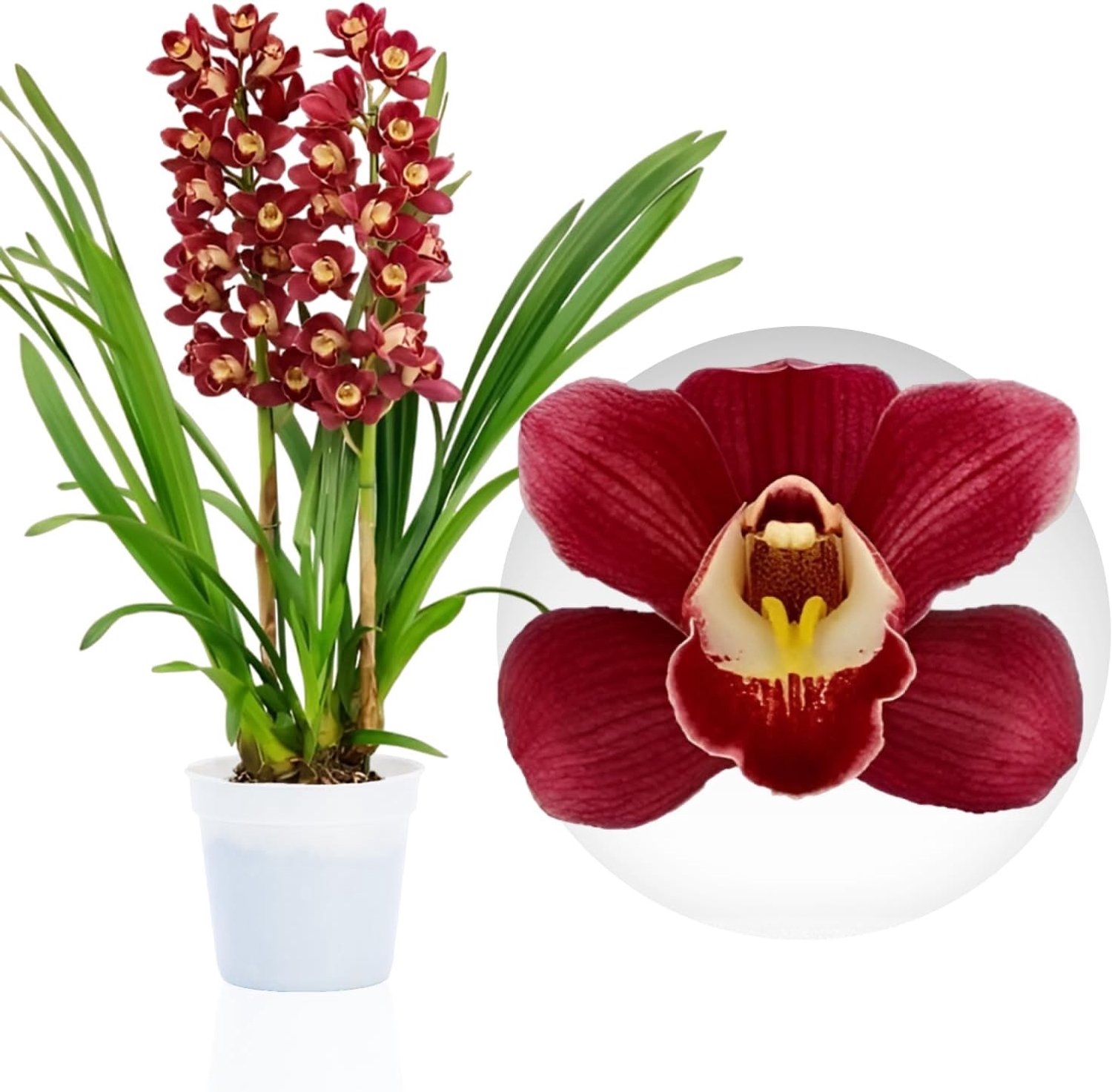 Orchidee plant - Cymbidium Rood - Kamerplant voor binnen - 1 stuk - Binnenplant