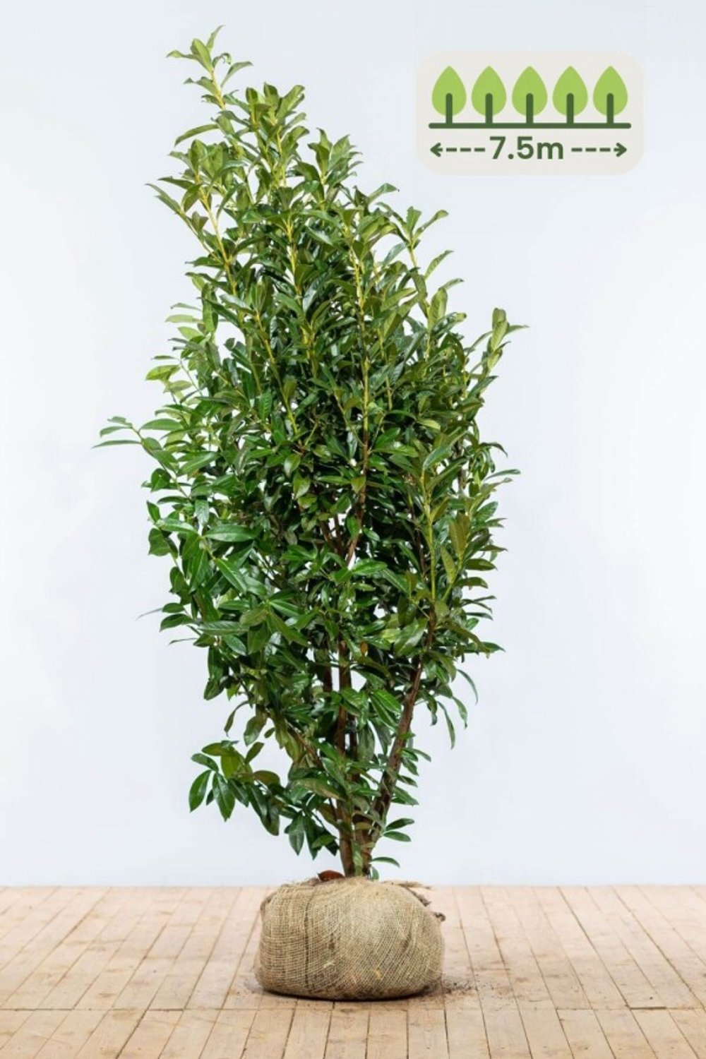 Laurier 'Genolia' 175-200 cm voor 7.5 meter - 15st. Prunus laurocerasus 'Genolia'