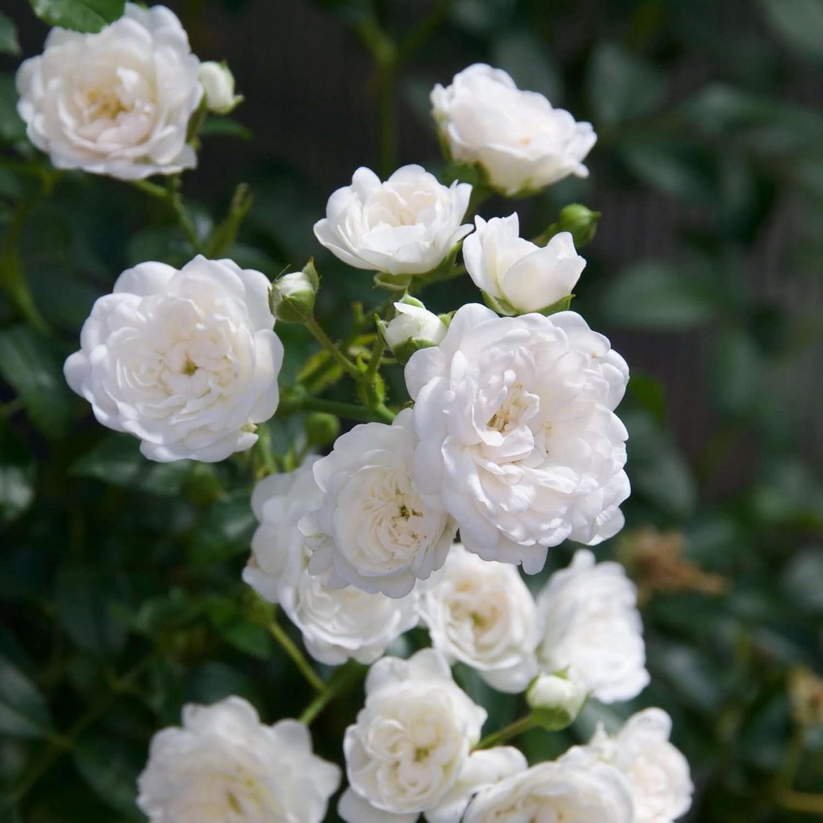 Roos - Rosa White Fairy - Roos - Winterhard - Wit - 20-30cm - Ø12cm - Tuinplant