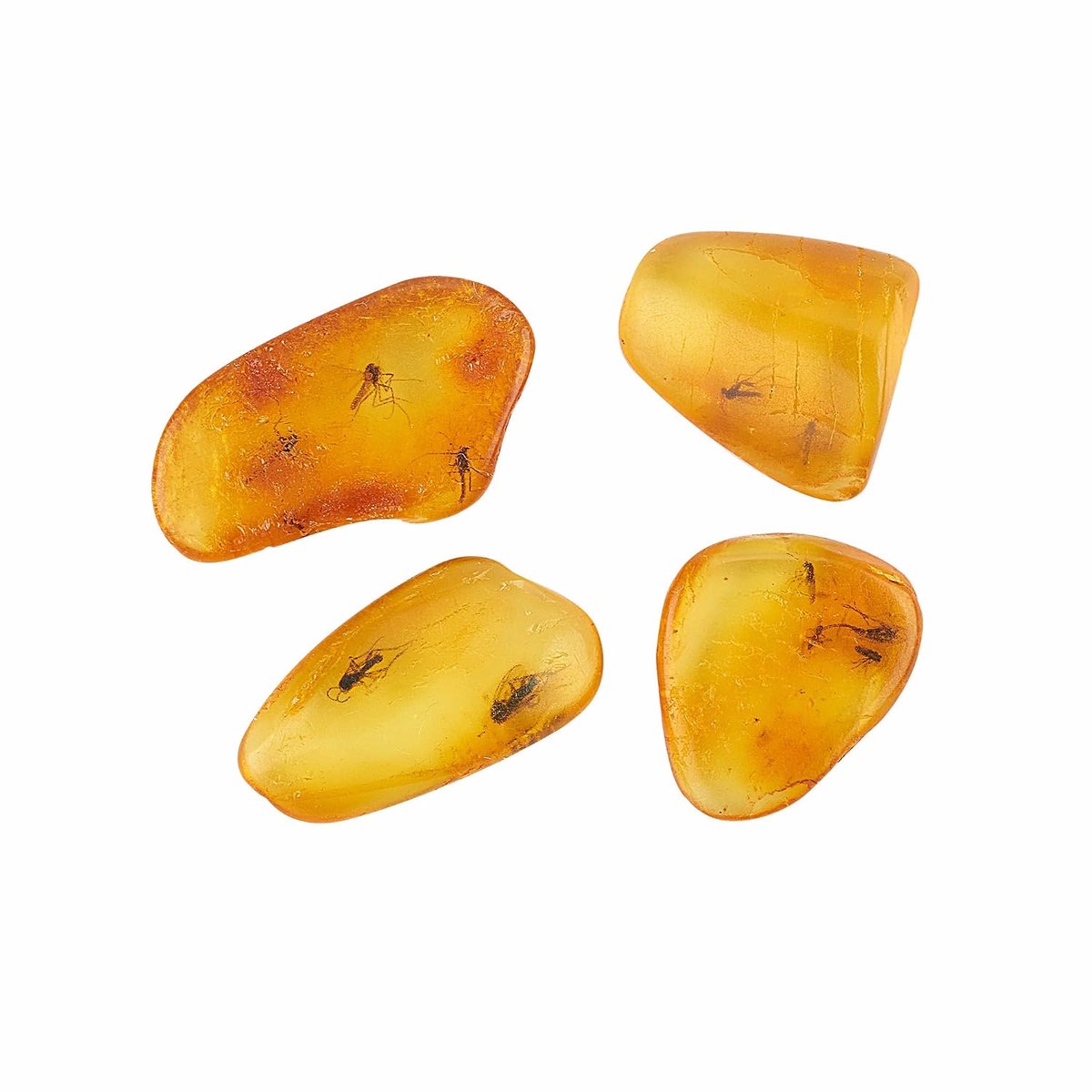 Baltische Amber met Insect - Set van 4 fossiele exemplaren van amberinsecten - geschikt voor collecties en wetenschappelijk onderwijs (amber fossiel met meerdere insecten)
