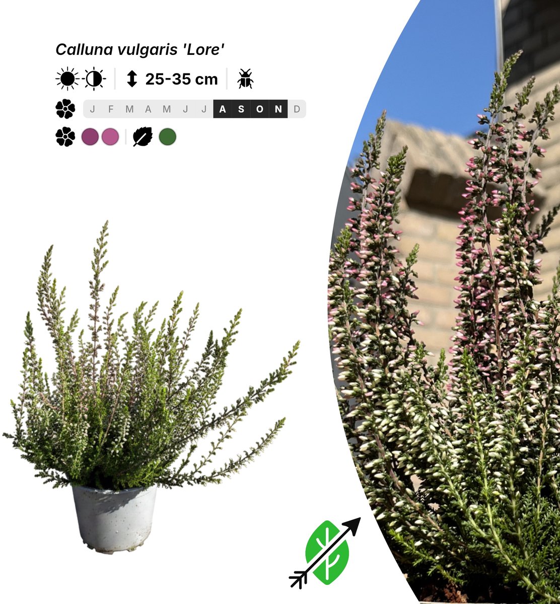 Singleplants - 6x Calluna vulgaris 'Lore' - Pot P10,5 - bodembedekker - in bloeiperiode