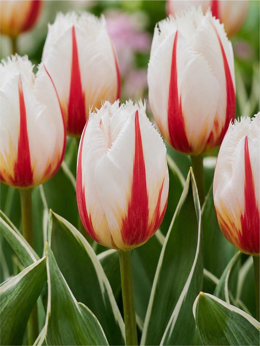 15x Tulpen 'Salsa' - BULBi® Bloembollen met bloeigarantie
