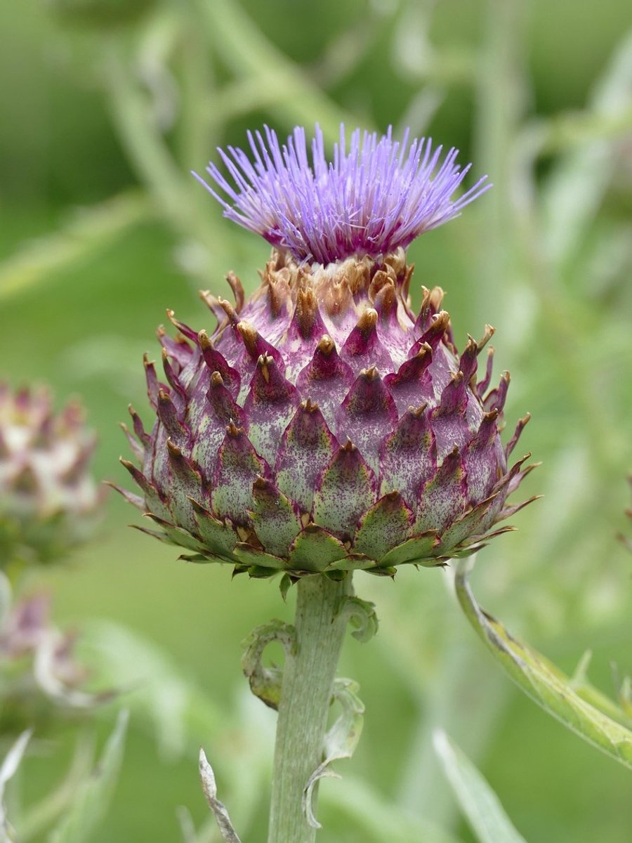 5x Groente en fruit 'Cynara scolymus - artisjok' - BULBi® Bloembollen met bloeigarantie