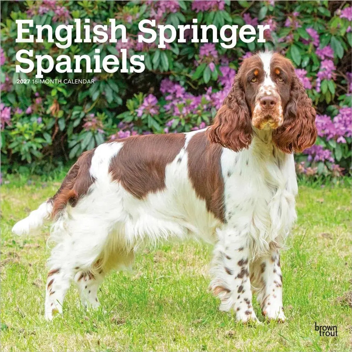Engelse Springer Spaniel Kalender 2027