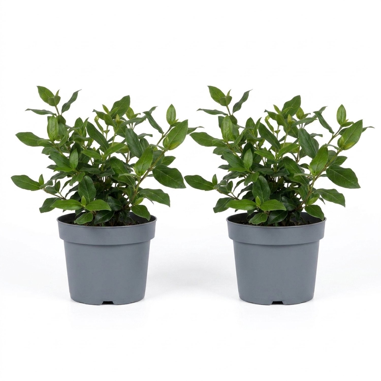 Bloomique - Set van 2 - Viburnum Tinus Gwenllian - Sneeuwbal - Heester - Tuinplanten - Roze knoppen, witte bloemen - Winterhard - Groenblijvend - Hoogte 25-30 cm - Pot 17 cm