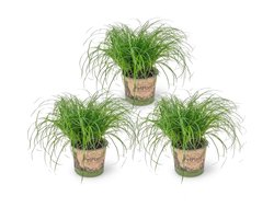 Bloomique - Set van 3 - Cyperus Zumula - Kattengras - Kamerplanten - Diervriendelijk - Hoogte 20-30 cm - Pot 12 cm