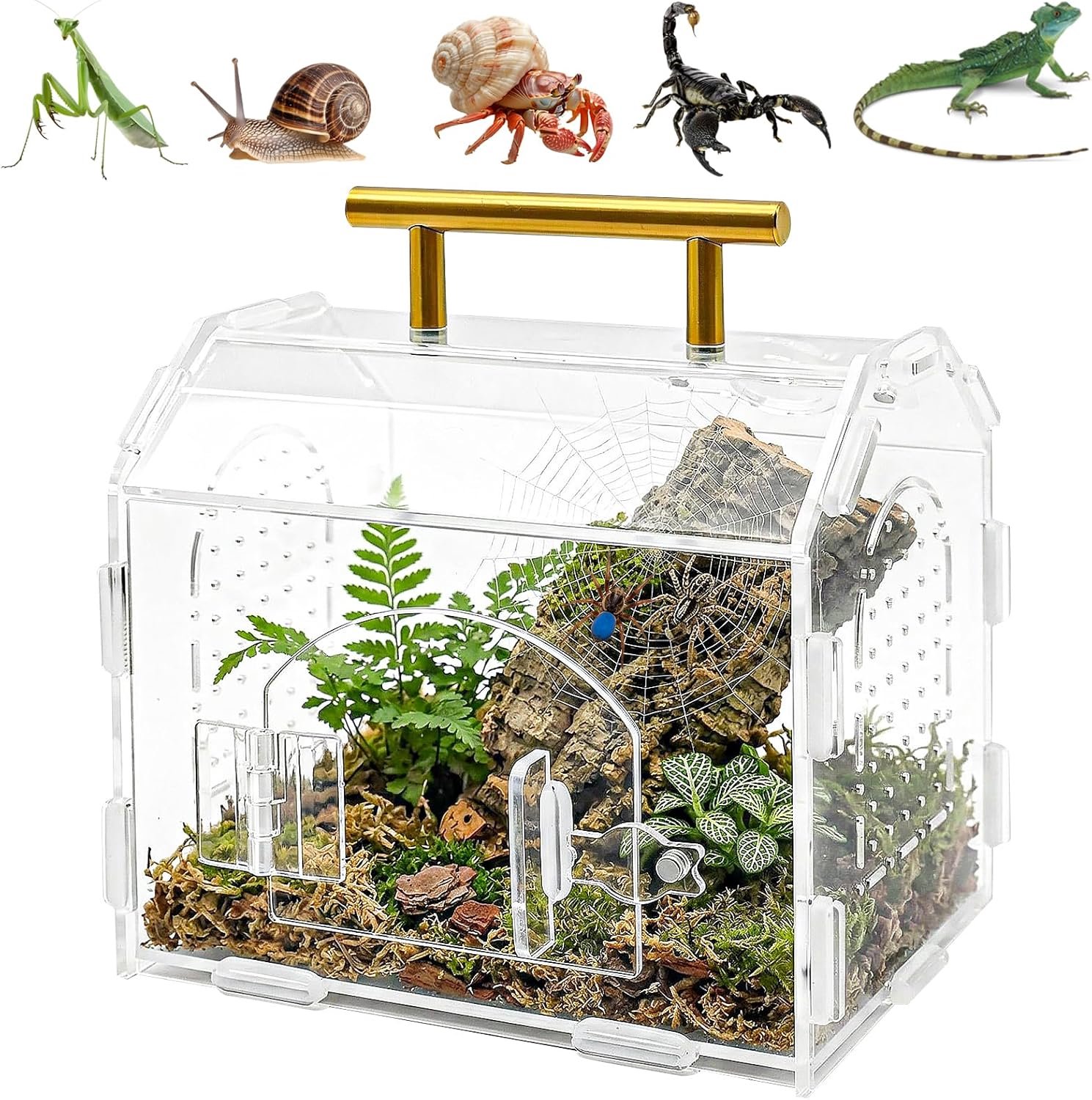 Insectenterrarium 15 x 12 x 14 cm - acryl met magneetsluiting - anti-ontsnapping - veilige kweek voor reptielen - ShopVlot