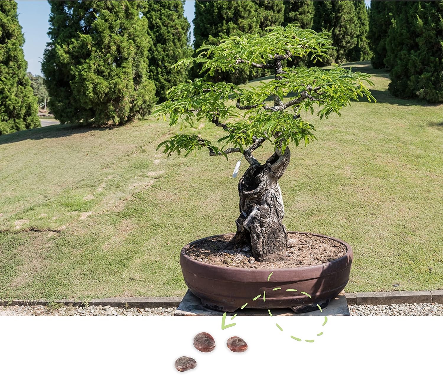 Bonsai boom set - 5 zaden met hoge kiemkracht - inclusief zaadkaart en e-book - creëer je eigen bonsai - Vemera