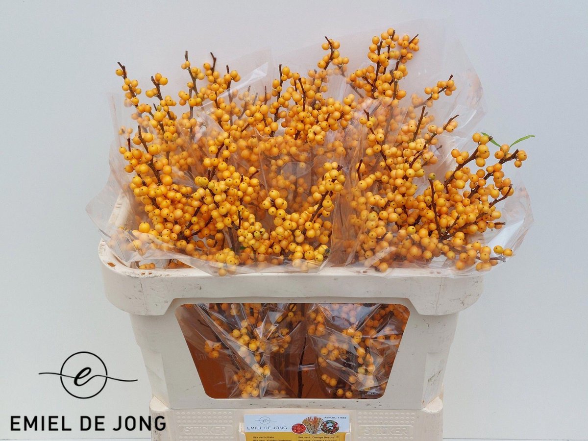 5x Ilex golden verboom 70cm
