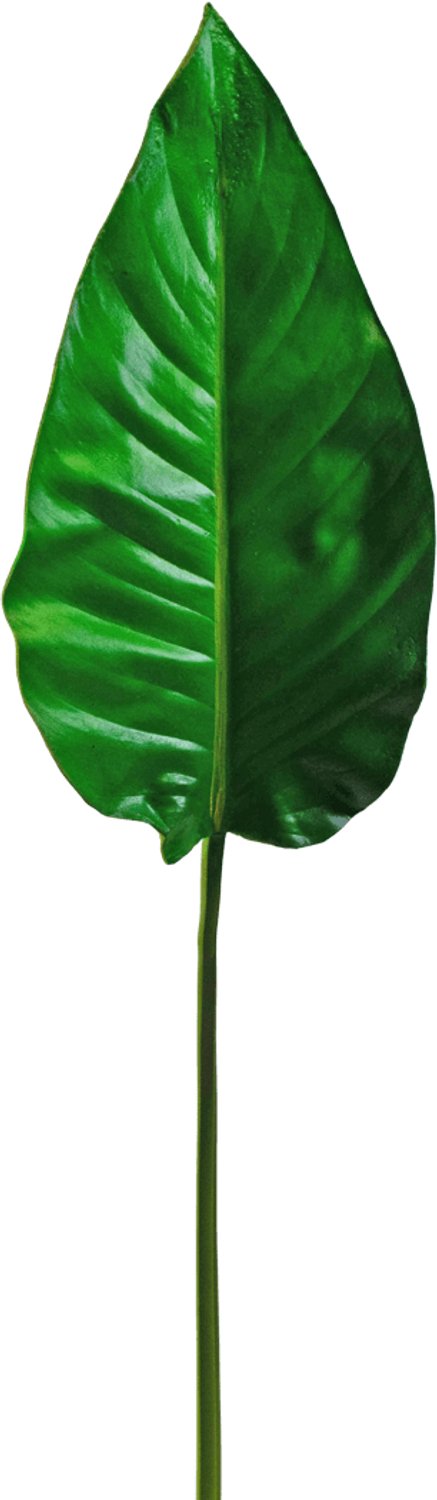 Easyplants | Kunstblad Alocasia 76cm | Zijde | Nepbloemen | groen | Onderhoudsvrij | Kant-en-klaar