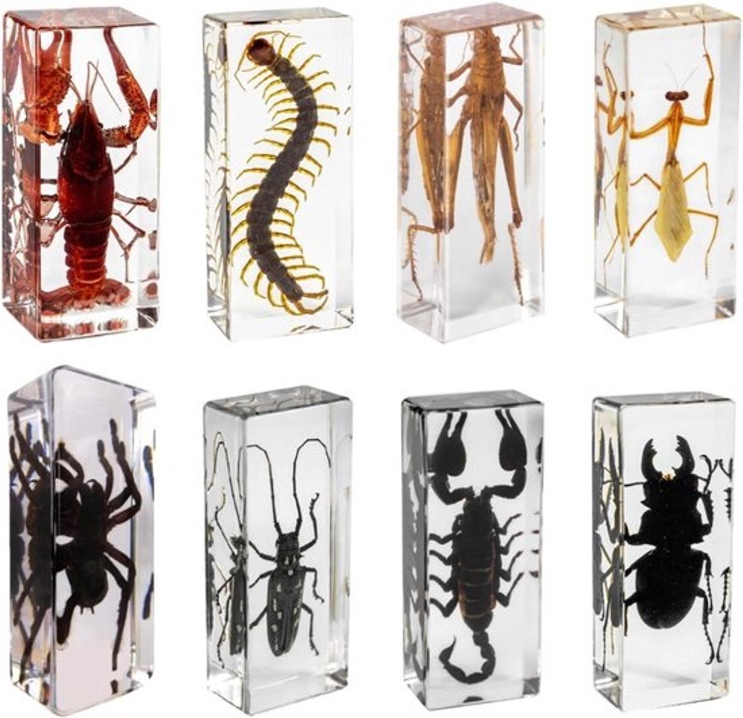 Insecten in hars - Decoratief specimen - Natuuronderwijs - Transparant harsblok - 110 x 45 x 28 mm