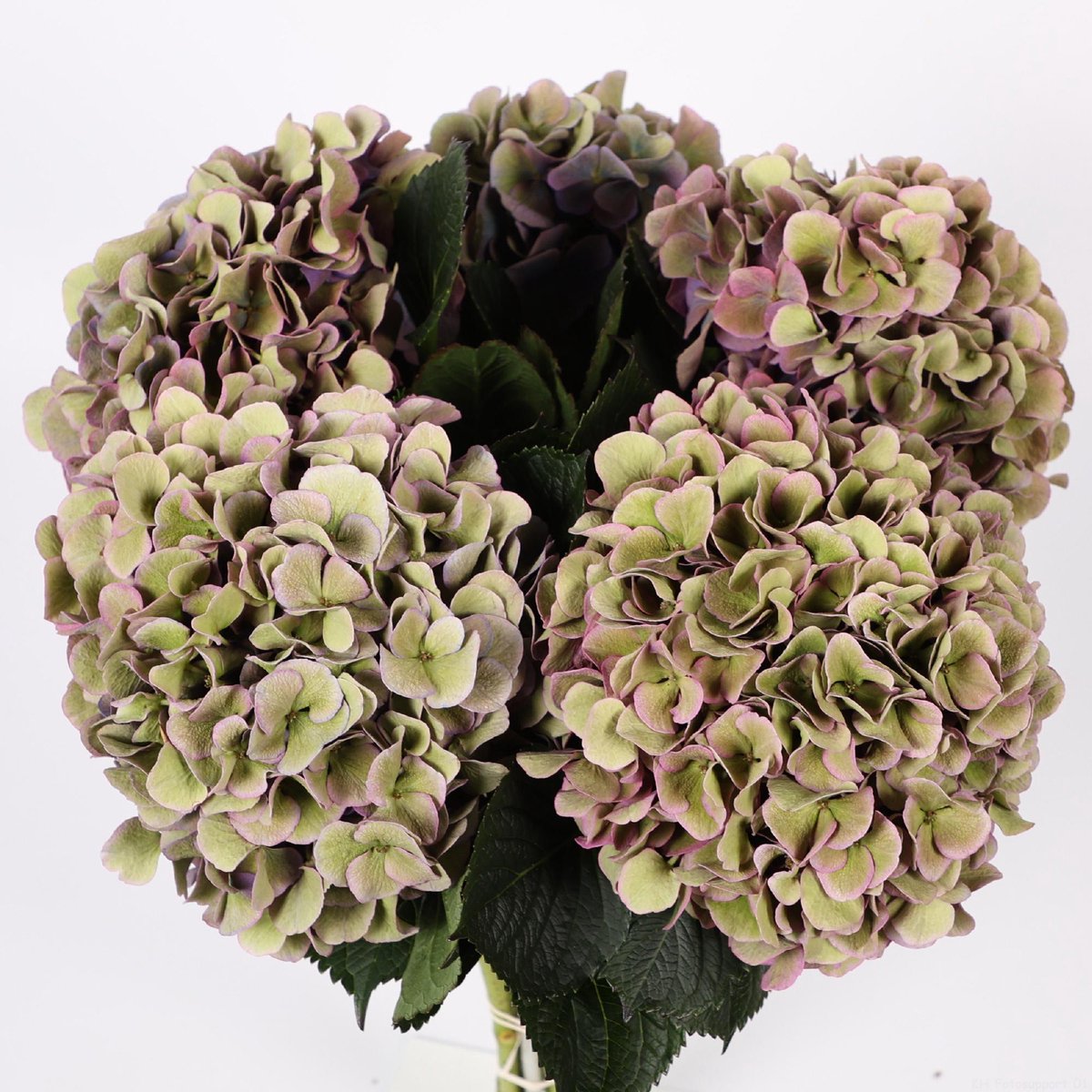10x Hydr.royal opera classic 60cm