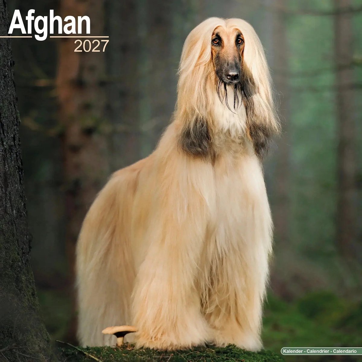 Afghaanse Windhond Kalender 2027