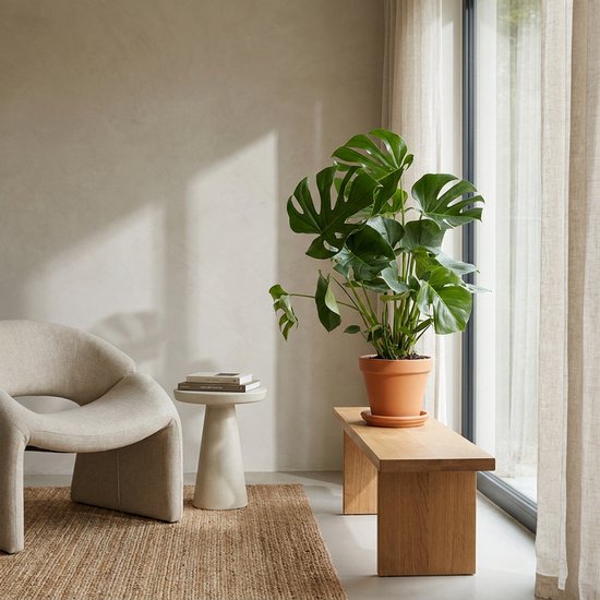 Grote Monstera in een terracotta pot op een houten bankje naast een beige fauteuil en een klein bijzettafeltje.