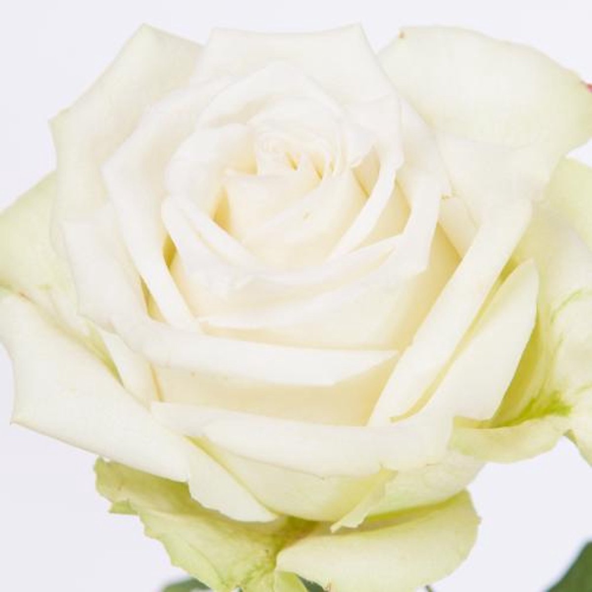 10x Rosa adalonia 50cm