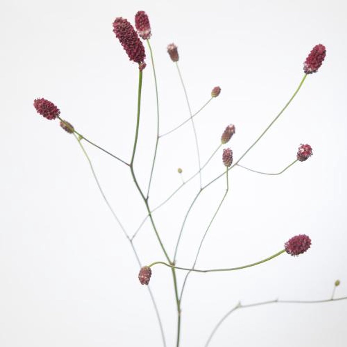 50x Sanguisorba red dream 70cm