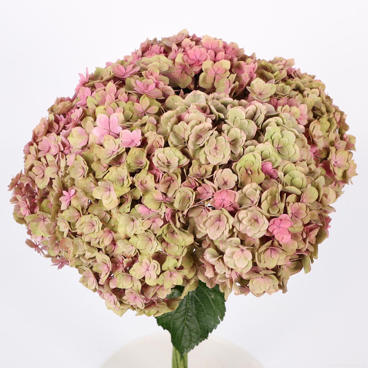 10x Hydr.royal anastasia classic 60cm