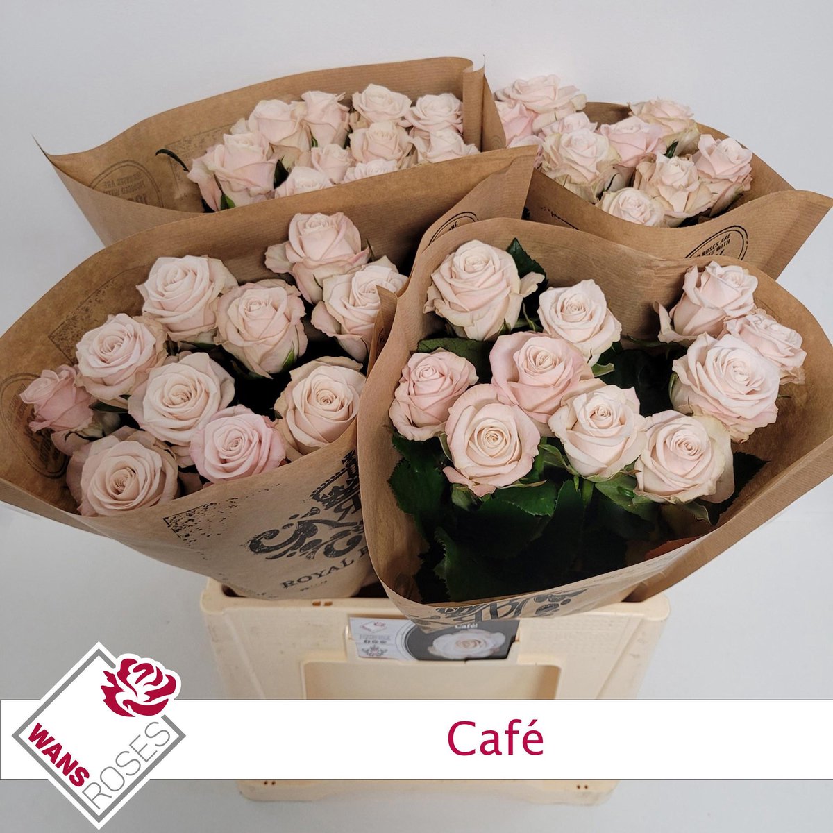 10x Rosa cafe! 60cm