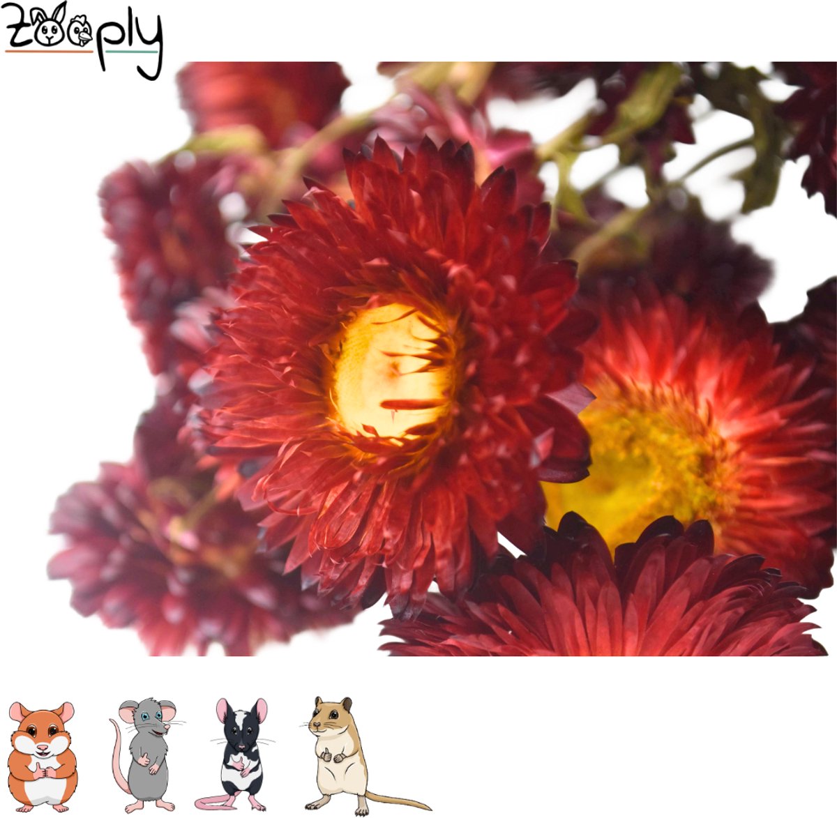 Zooply Strobloem - Rood - 70 gram - in koker