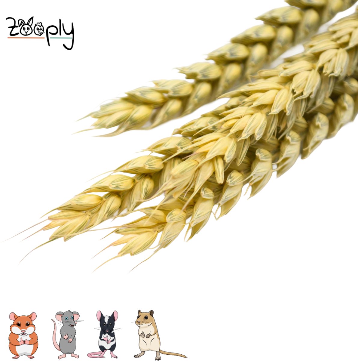 Zooply Tarwe - 100 gram - in koker