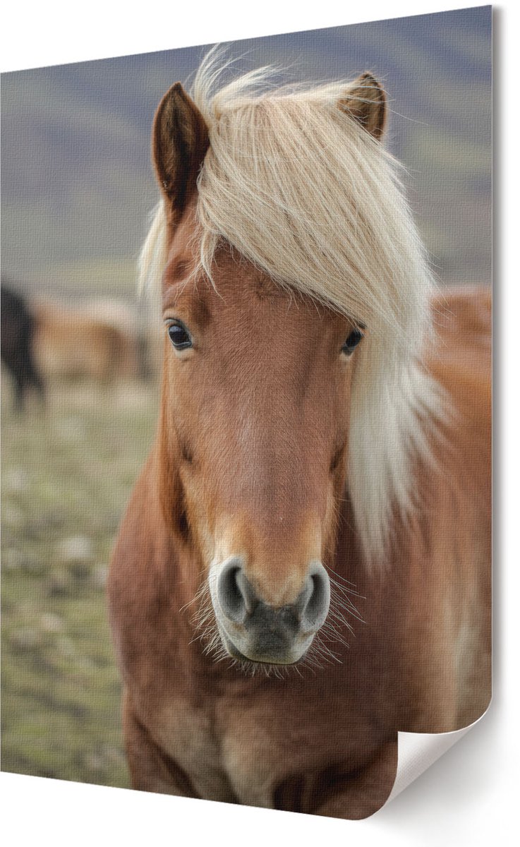 Coloray Polycanvas Poster - Ijslands Paard, Fotografie - 420 x 594 - Bruin Wandposter - Rechthoek - Kunstposter - Woonkamer, Slaapkamer, Kantoor - Klassiek