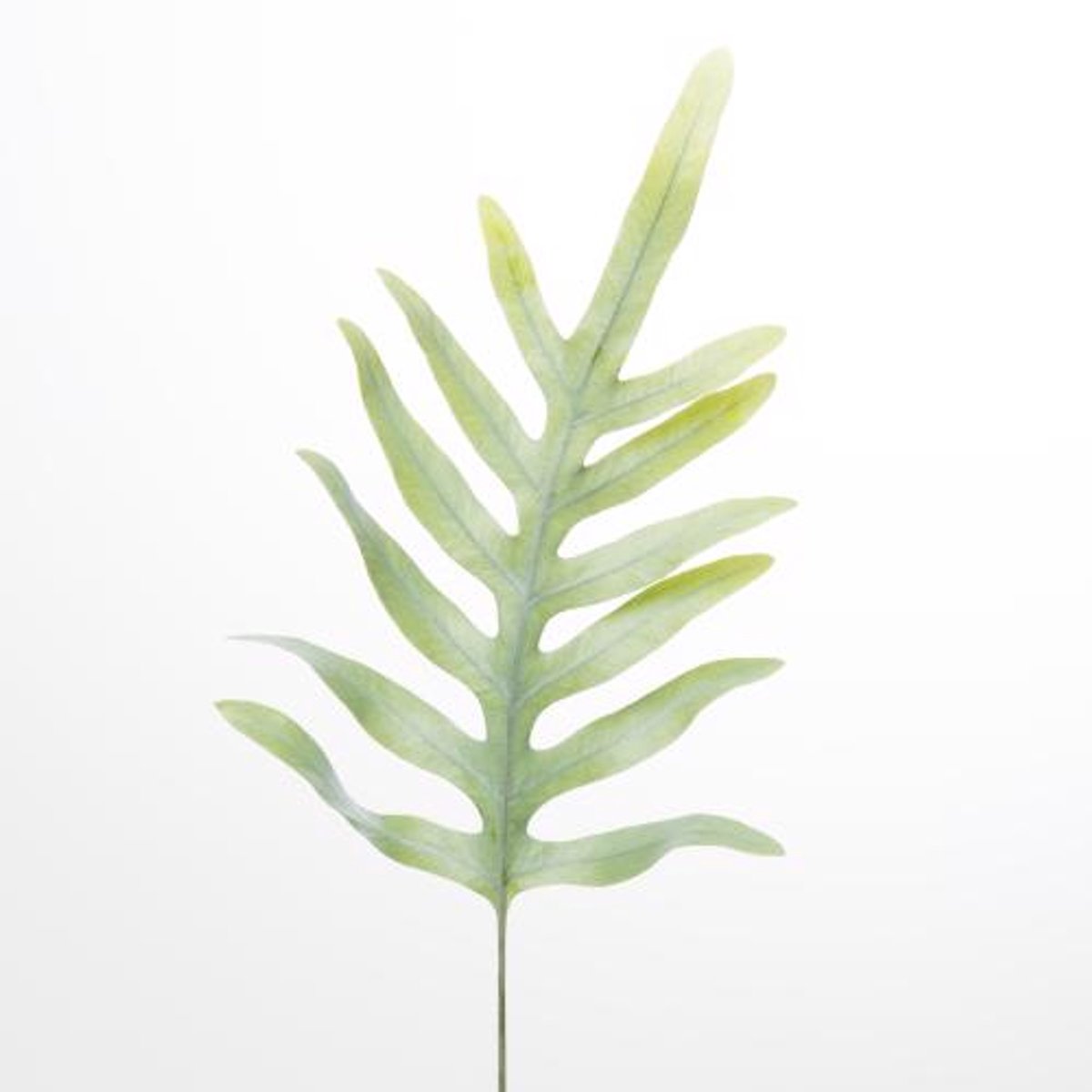 100x Sg cyrtomium fortunei 50cm