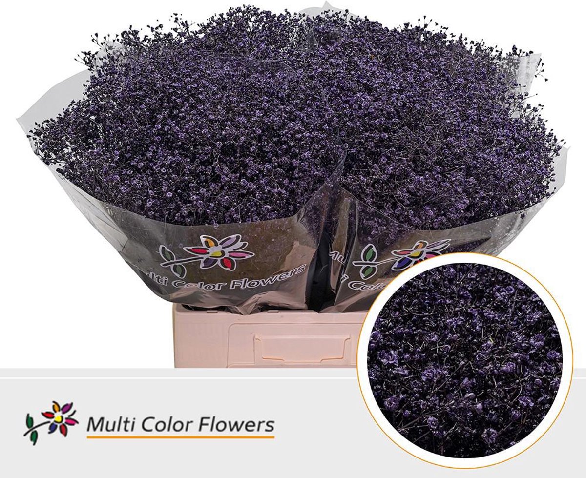25x Gipskruid m.stars lila 70cm