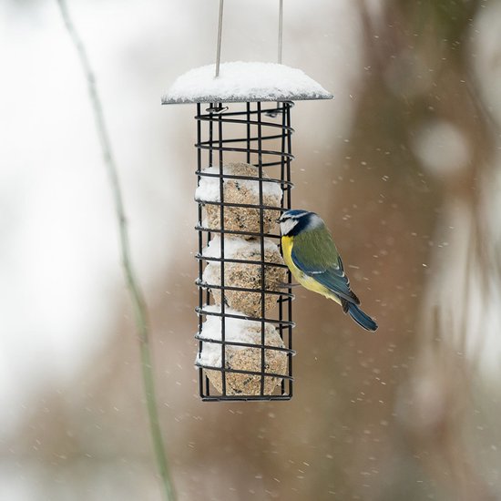 Pimpelmees op een zwarte metalen houder gevuld met vetbollen in een besneeuwde wintertuin.